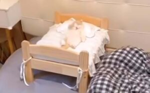 Gattino dorme nel suo lettino accanto al posto del proprietario