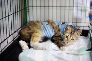 Cucciolo di gatto trafitto da una balestra e salvato urgentemente