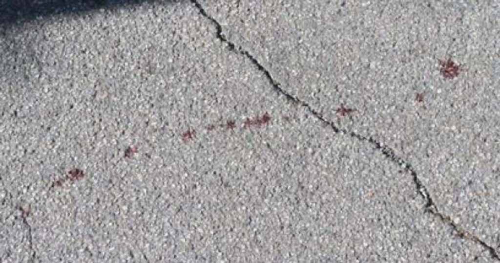 sangue su asfalto