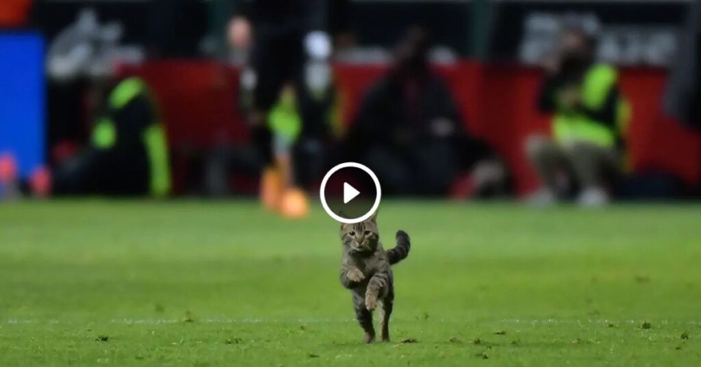 un gattino in campo durante una partita di calcio