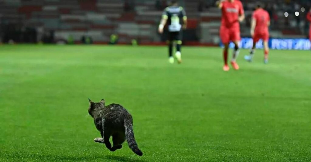 un gattino in campo durante una partita di calcio