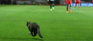 Un’invasione particolare: un gattino in campo durante una partita di calcio
