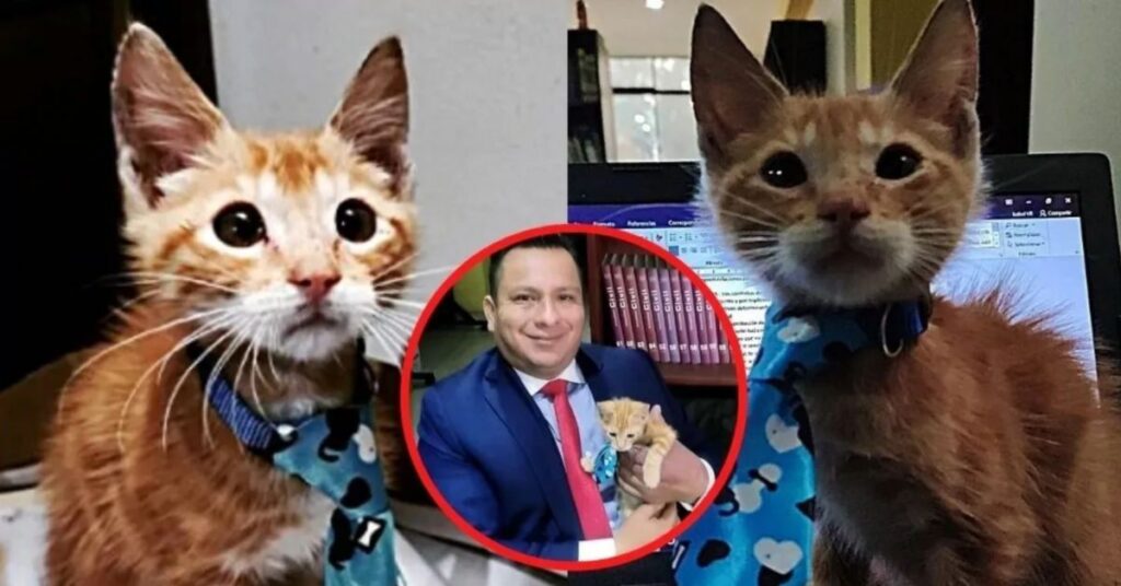 Il gatto - avvocato: la tenera storia di adozione che è diventata virale