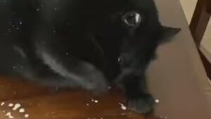 Gattone domestico obeso beve il latte in modo molto strano (VIDEO)