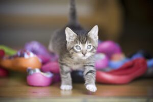 5 giochi per un cucciolo di gatto energico, bellissimi e divertenti