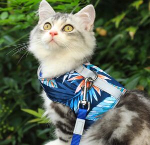 Guinzagli e pettorine per gatti, i modelli più cool per le passeggiate di Micio