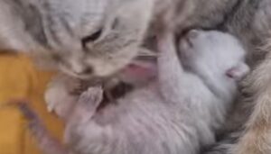 Mamma gatta Chloe è tornata ad essere la gatta di sempre; la storia (VIDEO)