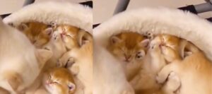 Mamma gatta sveglia dolcemente i suoi gattini: guarda il video