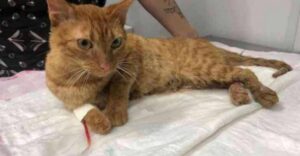 Micio sopravvissuto per più di una settimana sotto le macerie cerca una nuova possibilità
