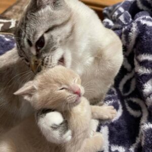 Un nuovo padre adottivo per il gattino salvato
