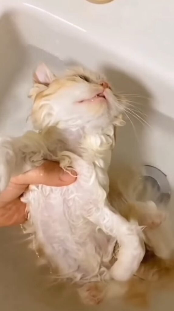 gattino lavato nel lavandino