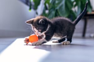 gattino che gioca con la pallina