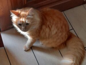 Pedara, Lion manca da diversi mesi, la famiglia cerca con determinazione questo gatto rosso