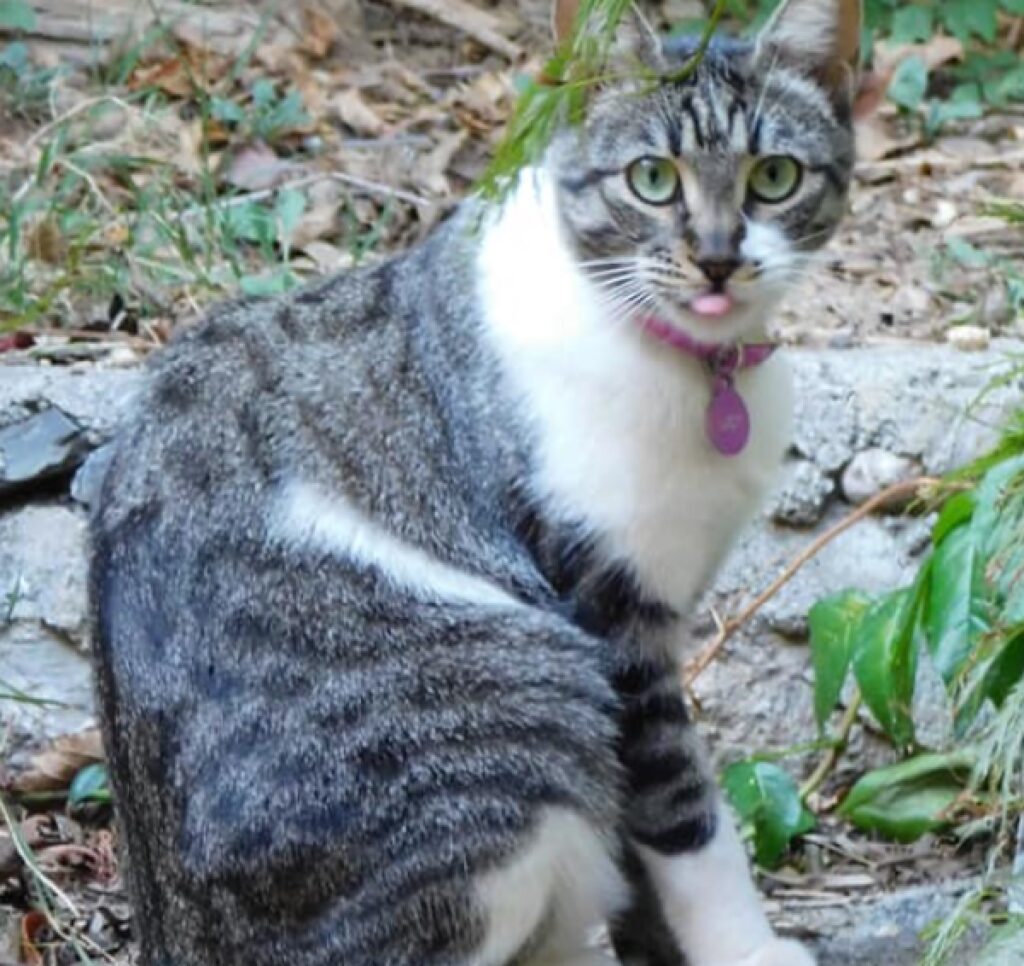 gatta lucy immersa nella natura 