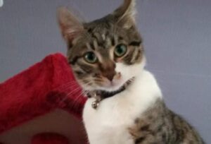Pietra Ligure, più di 2 mesi dalla scomparsa di Lucy, i proprietari continuano a cercare la piccola gatta
