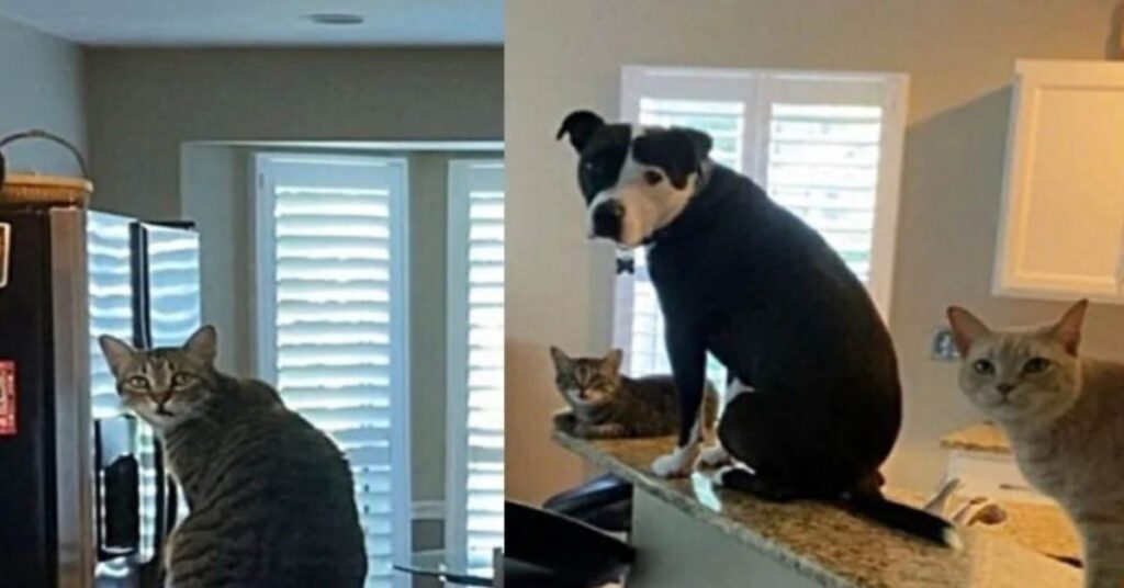 Un Pitbull crede di essere un gatto come i suoi fratelli e si comporta come loro