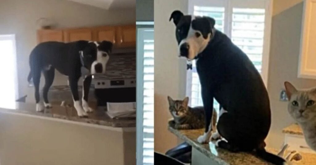 Un Pitbull crede di essere un gatto come i suoi fratelli e si comporta come loro