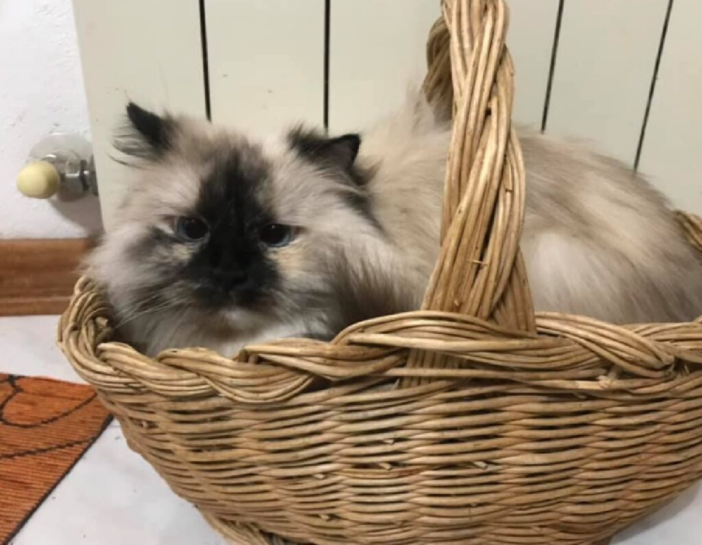 gatto su cesta intrecciata 