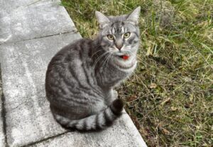 Pordenone, un gatto dal pelo grigio tigrato finisce per smarrirsi, Zabeo potrebbe essere finito ovunque