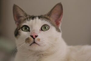 5 prodotti per soddisfare le esigenze dei gatti sterilizzati