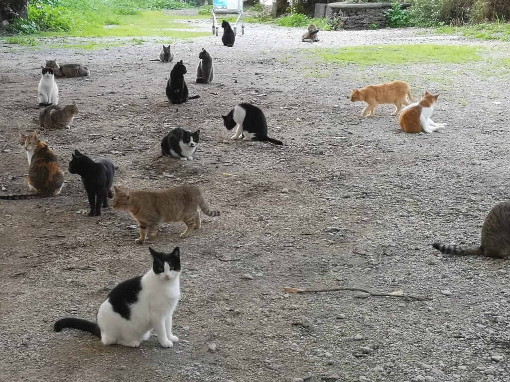 gatti in un rifugio