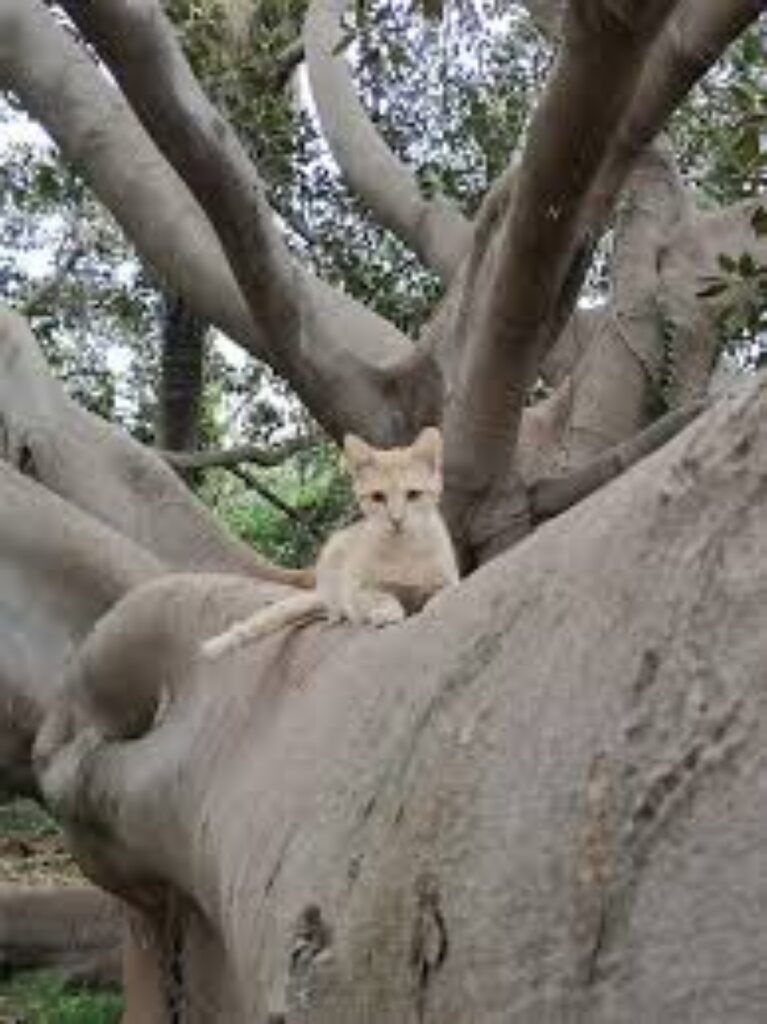 gatto su un albero