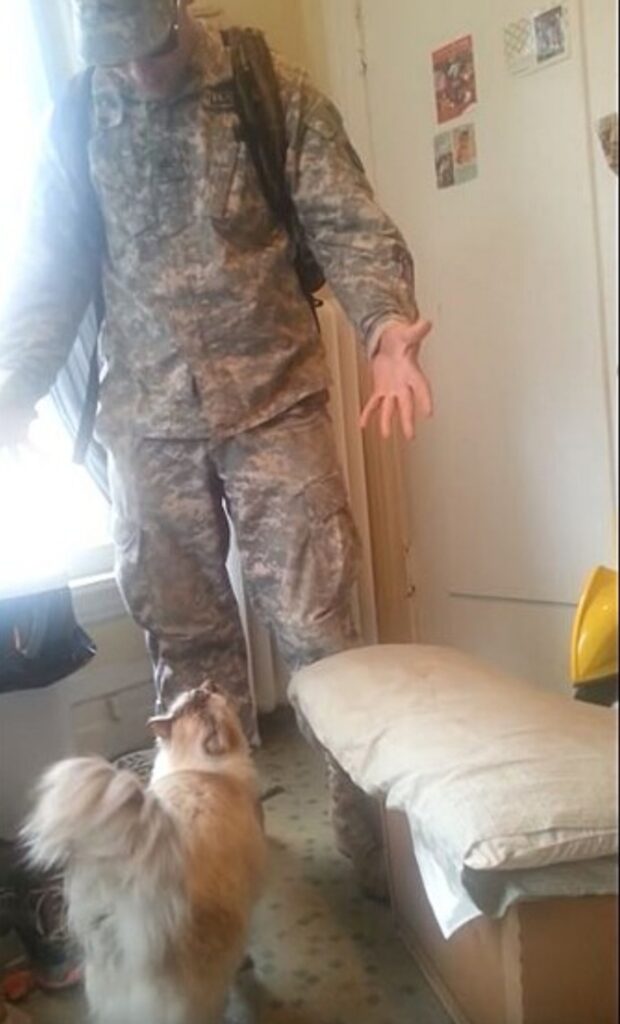 gatto saluta il suo amico soldato