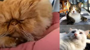 Tre gattini diversi sono accomunati da quella che si chiama famiglia (VIDEO)