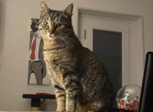 Verona, denunciata lo smarrimento della piccola Minou, una gatta Soriano di un anno e mezzo