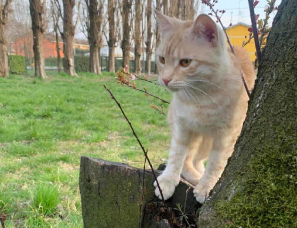 gatta vicino albero parco 