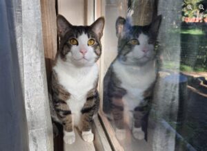 Volcanneto, Buddy s’è perso, il tenero gatto di 11 mesi non trova la via del ritorno