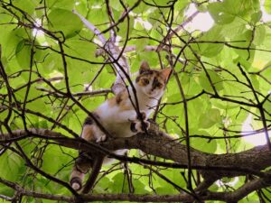 3 modi per aiutare il gatto a scendere da un albero