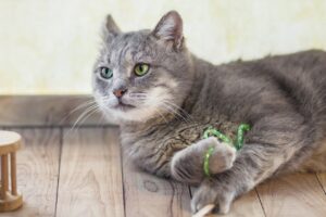 4 consigli per evitare che il gatto butti via la sabbia della lettiera