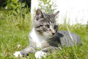 4 cose che aiutano a tenere al sicuro un gatto all’aperto