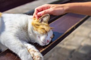 4 cose che fanno capire che il gatto è disidratato