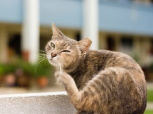 4 cose che inducono il gatto a grattarsi