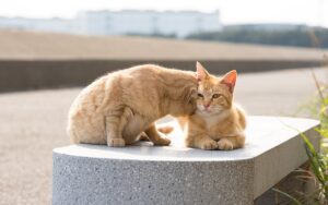 4 ragioni per cui il gatto “dà le testate”