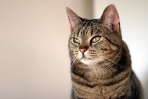 4 umori principali del gatto e come riconoscerli