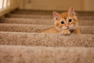 gatto scale