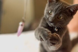 5 modi innovativi per giocare assieme al gatto