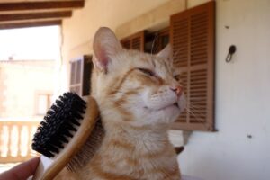 5 step per spazzolare il gatto facilmente