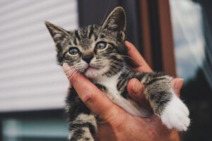 6 foto che confermano l’esistenza del lato buono dei gatti
