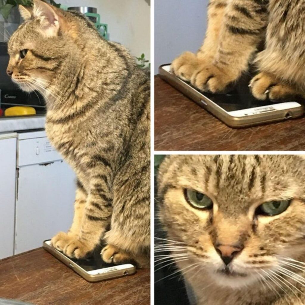 felino contro tecnologia