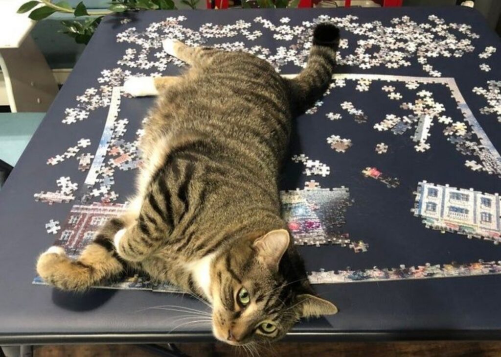 micio puzzle