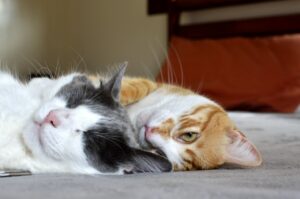 6 foto che dimostrano che più gatti si hanno e meglio è