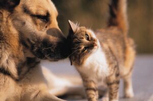 6 foto che dimostrano come gatti e cani siano perfetti per stare assieme