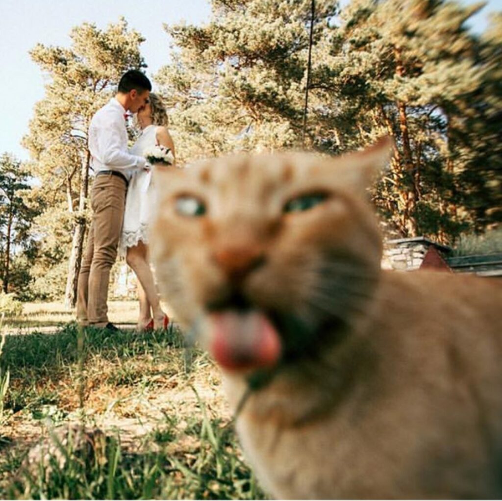 gatto linguaccia