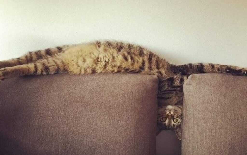 felino divano