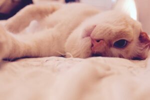 6 foto di gatti capaci di rallegrare la giornata a chiunque