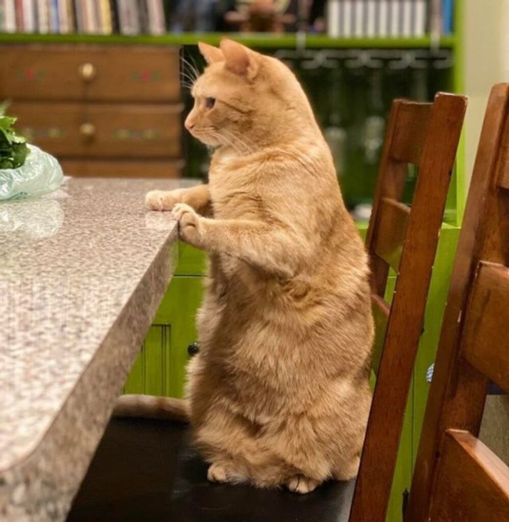 gatto a tavola